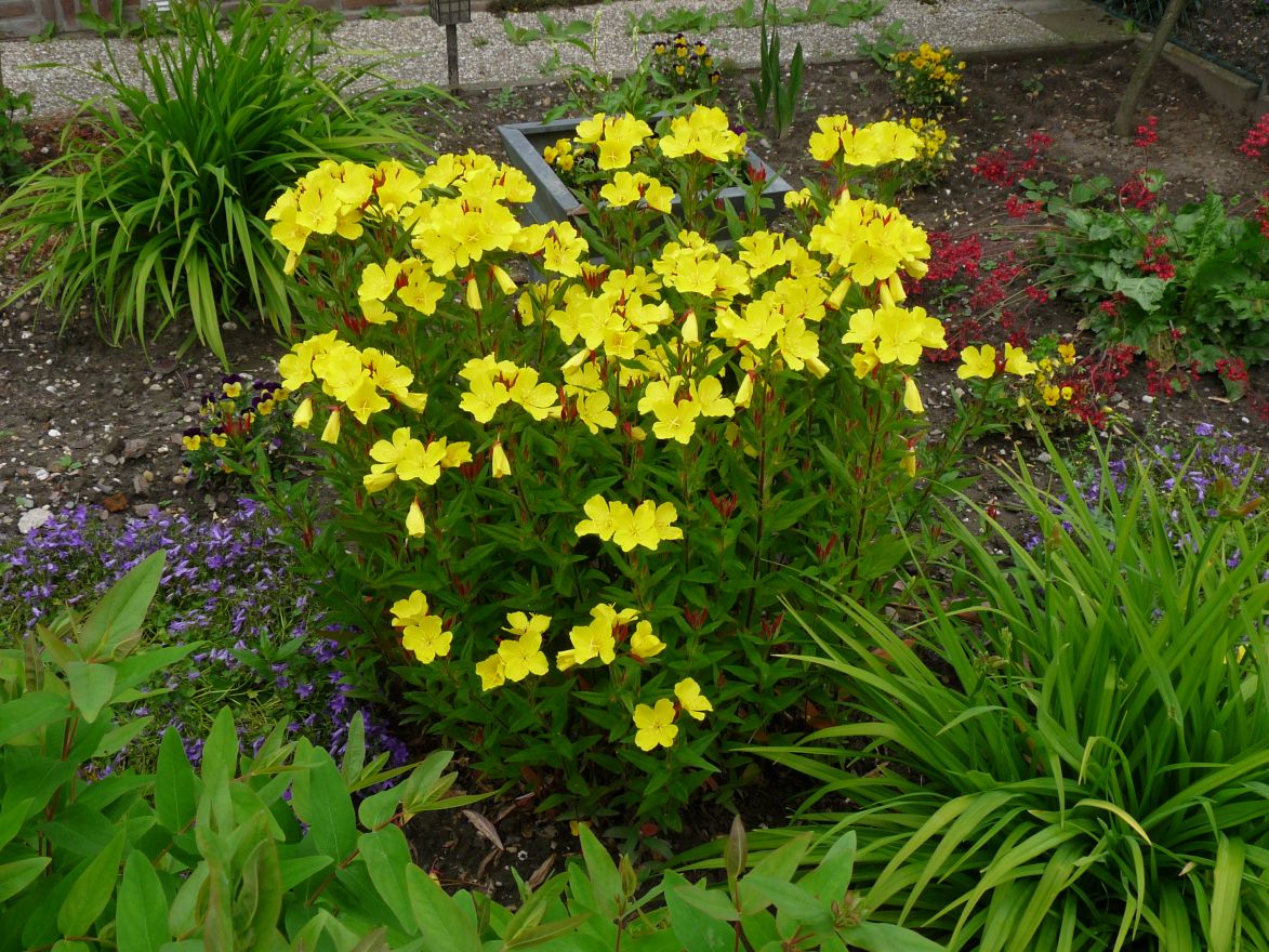 Pupalka křovitá (LUXUSNÍ ROSTLINY) - Oenotherma fruticosa (kont. 1 litr)