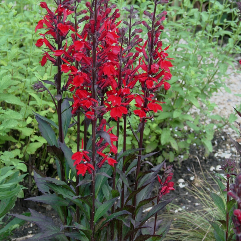 Lobelka nádherná - Lobelia sp. ˇFANSHIP BURGUNDY´(kont. 1 litr)