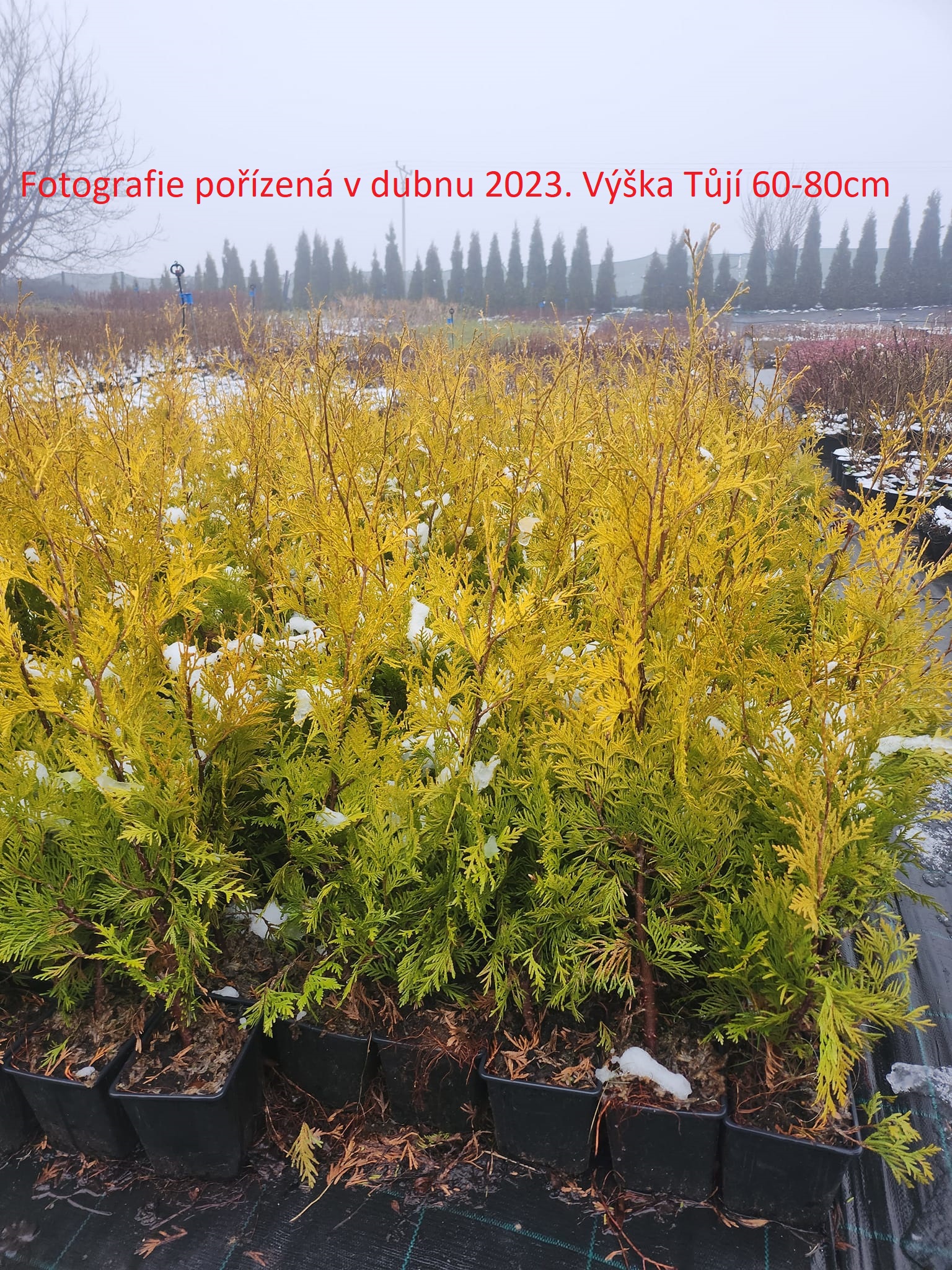 Zerav západní (LUXUSNÍ ROSTLINY) - Thuja occ. ´YELLOW RIBBON´(kont. 1 litr)