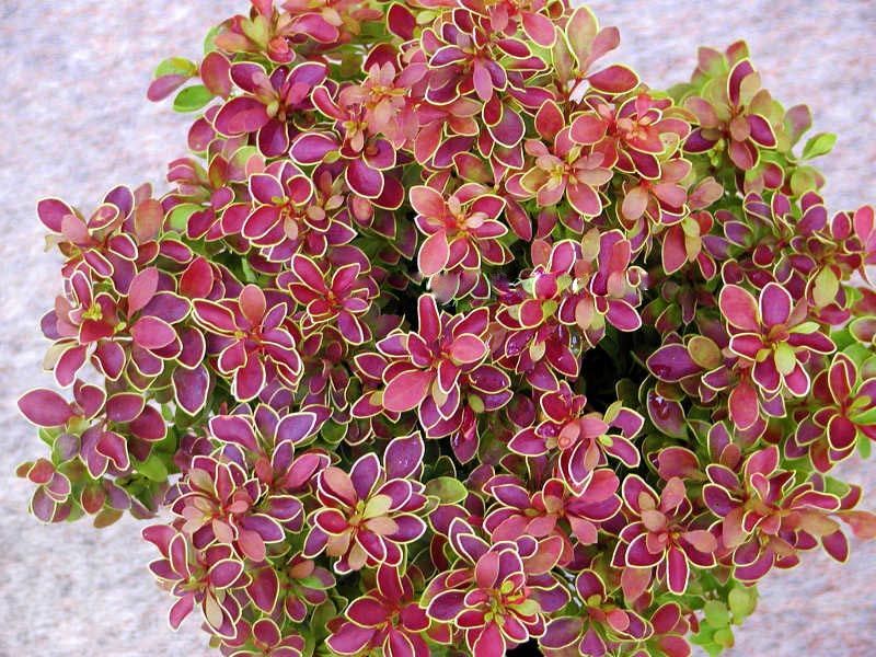 Dřišťál Thunbergův - Berberis th. ´GOLDEN RING' (kont. 9x9 cm)