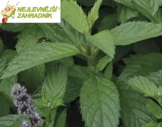 Máta peprná - Mentha piperita 'LEMON' (kont. 9x9 cm)