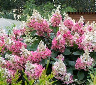Hortenzie latnatá,červená bílé špice - Hydrangea paniculata (kont 1,5 litrů - MM)