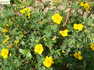 Mochna křovinatá - Potentilla fruticosa ´KATHERINE DYKES´ (kont. 9x9 cm)