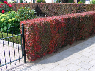 Dřišťál thumbergův (vyšší,červený list ) - Berberis th.'ATROPURPUREA' (kont. 9x9 cm)