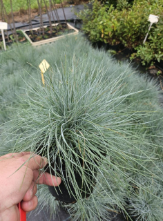 Kostřava - Festuca glauca 'ElLIJAH'S BLUE' (kont. 1 litr)