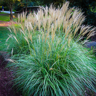 Ozdobnice čínská - Miscanthus sinensis 'ADAGIO' (kont. 1,5 litrů)