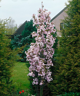 Japonská sloupovitá třešeň - Prunus serrulata 'AMANOGAWA'(výška 100-120cm,kont. 7,5 litrů)