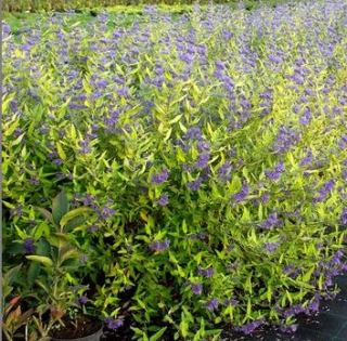 Ořechoplodec clandonský - Caryopteris x clandonensis 'WORCESTER GOLD' (kont. 1 litr)
