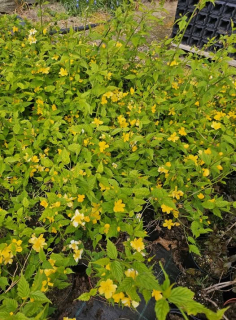Zákula japonská - Keria japonica (kont.1 litr)