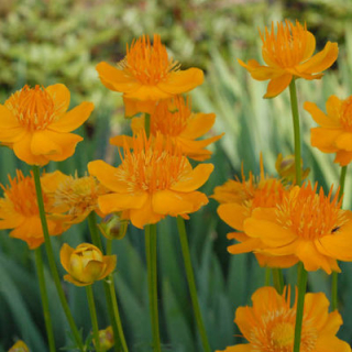 Úpolín čínský - Trollius chinensis 'GOLDEN QUEEN' (kont. 9x9 cm)