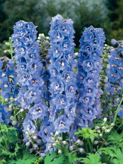 Ostrožka - Delphinium x cult. 'SKY BLUE' (kont. 9x9 cm)