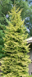Smrk východní - Picea orientalis 'AUREA' (kont. 2 litry)