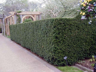 Tis prostřední - Taxus x media 'HILLII' (kont. 2 litry)