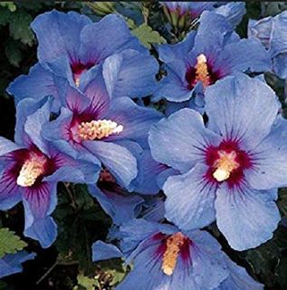 Ibišek sýrský - Hibiscus siriacus ´OISEAU BLEU´(kont. 5 litrů)