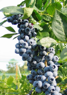 Kanadská borůvka - Vaccinium corymbosum 'BLUECROP' (kont. 1,5 litrů)