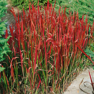 Imperata válcovitá AKCE - Imperata cylindrica 'RED BARON' (kont. 2 litry)