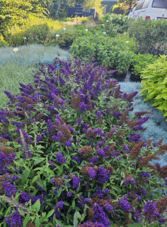 Motýlí keř AKCE (nízký druh) - Buddleia davidii 'MIDNIGHT BLUE' (kont. 1,5 litrů)