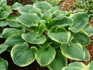 Bohyška - Hosta ´CHRISTMAS TREE´(kont. 1 litr) )