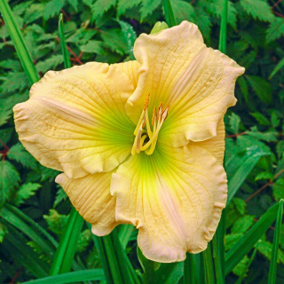Denivka - Hemerocallis ´KIMMSWICK´(kont. 1 litr)