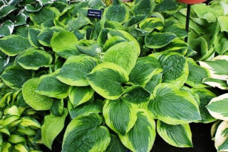 Bohyška - Hosta 'ABIQUA MOONBEAM' (kont. 9x9 cm)