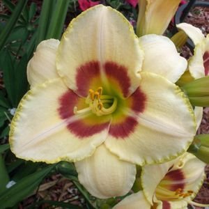 Denivka - Hemerocallis ´CUSTEAD CANDY´ (kont. 1 litr)