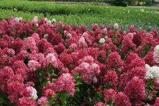 Hortenzie latnatá - Hydrangea paniculata ´DIAMONT ROGE´ (kont. 2 litry)