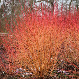 Svída krvavá (keř) - Cornus sanguinea 'MIDWINTER FIRE' (kont. 2 litry)
