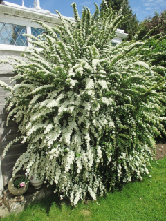 Tavolník nipponský (cena 29Kč při objednání 10 a více kusů) - Spiraea nipponica ´NANA´(kont. 9x9 cm)