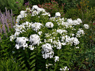 Plaménka ´DAVID´ - Phlox paniculata (kont. 9x9 cm)