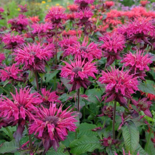 Zavinutka podvojná AKCE - Monarda didyma 'MELUA BURGUNDY´(kont. 1 litr)