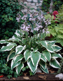 Bohyška - Hosta ´ANTILOCH´ (kont. 9x9 cm)