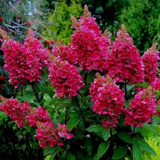 Hortenzie latnatá,červený velký květ - Hydrangea pan. (kont. 2 litry,RB)