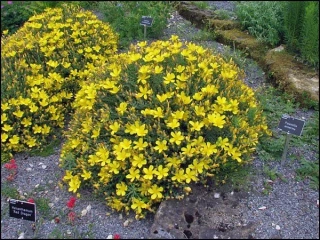 Třezalka olympská - Hypericum olympicum (kont. 9 cm)
