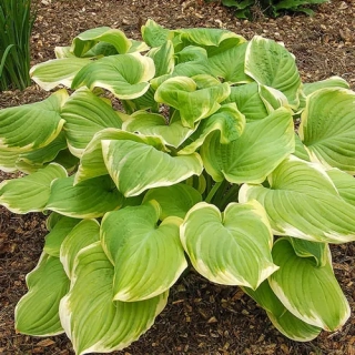Bohyška ´FRAGRANT BOUGUET´- Hosta (kont. 9x9 cm)