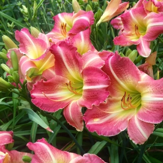 Denivka - Hemerocallis ´MATROUJSKA´ (kont. 1,5 litr)