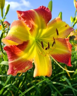 Denivka - Hemerocallis ´MIKE REED´(kont. 1,5 litrů)