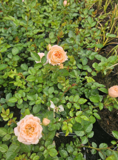 Růže pokryvná - Rosa ´ORANGE LIMP´ (kont. 9x9 cm)