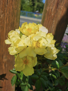 Růže žlutá půdopokryvná - Rosa ´FAIRY GOLD´(kont. 9x9 cm)