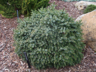 Smrk omorika - Picea omorica ´NANA´ (kont. 2 litry)