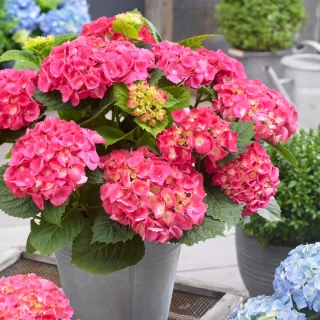 Hortensie velkolistá - Hydrangea macrophylla 'LITTLE BLUE PINK´(kont. 14cm)