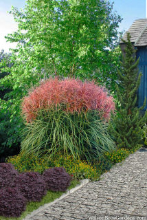 Ozdobnice čínská - Miscanthus sin. ´BRAZIL´ (kont. 1,5 litrů)