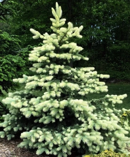 Smrk pichlavý - Picea pungens ´BIALOBOK´(kont. 2 litry)