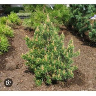 Borovice Banksova - Pinus banksaniana 'BANSKA ŠTAVNICA´(kont. 2 litry)