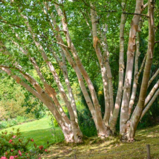 Bříza Ermanova - Betula ermanií ´WHITE CHOCOLATE´(výška 100 - 120 cmkont. 7,5 litrů)