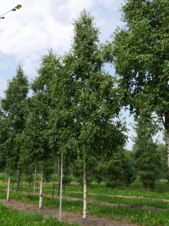Bříza bělokorá - Betula pendula (kont. 3 litry)