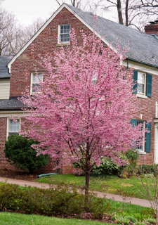 Okrasná slivoň, Sakura - Prunus serrulata 'OKAME' (kmínek 120 cm, kont. 7,5 litrů)