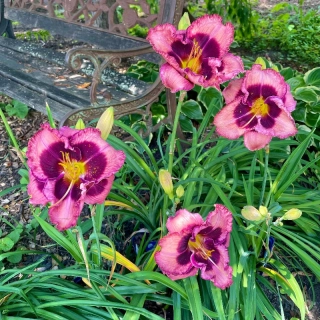 Denivka - Hemerocallis ´MACBETH´(kont. 1,5 litrů)