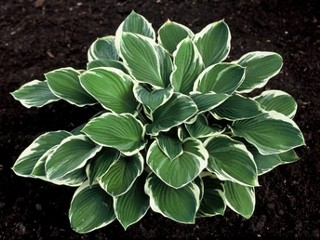 Bohyška ´CAROL´- Hosta (kont.9x9cm)