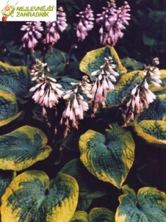 Bohyška - Hosta ' FRANCESS WILLIAMS´(kont. 9x9 cm)