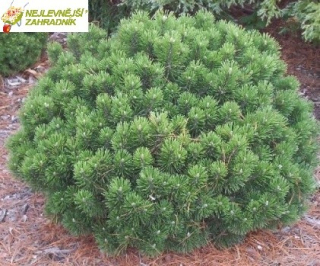 Borovice kleč - Pinus mugo ´GNOM´ (kont. 2 litry)